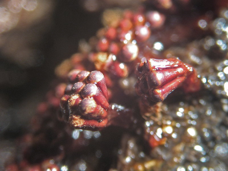 Metatrichia vesparium?